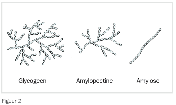 zetmeel glycogeen